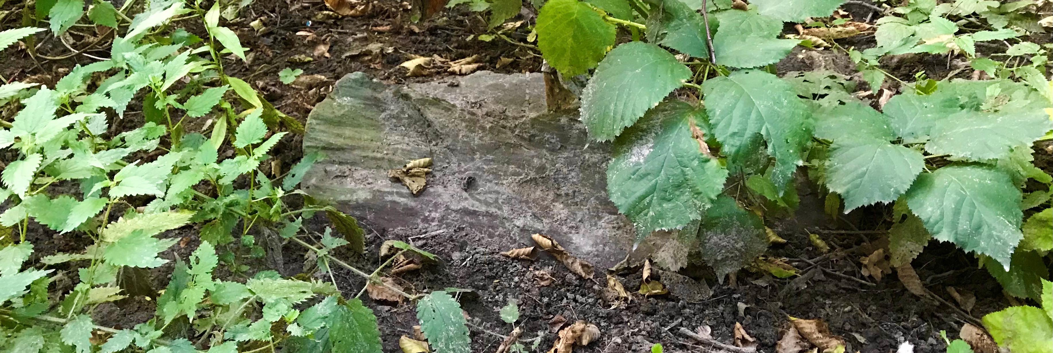 A small green-grey rock is visible between overgrown bright-green nettle and bramble leaves.